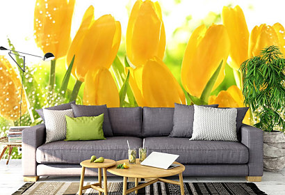 Fototapeta Žluté tulipány 1543